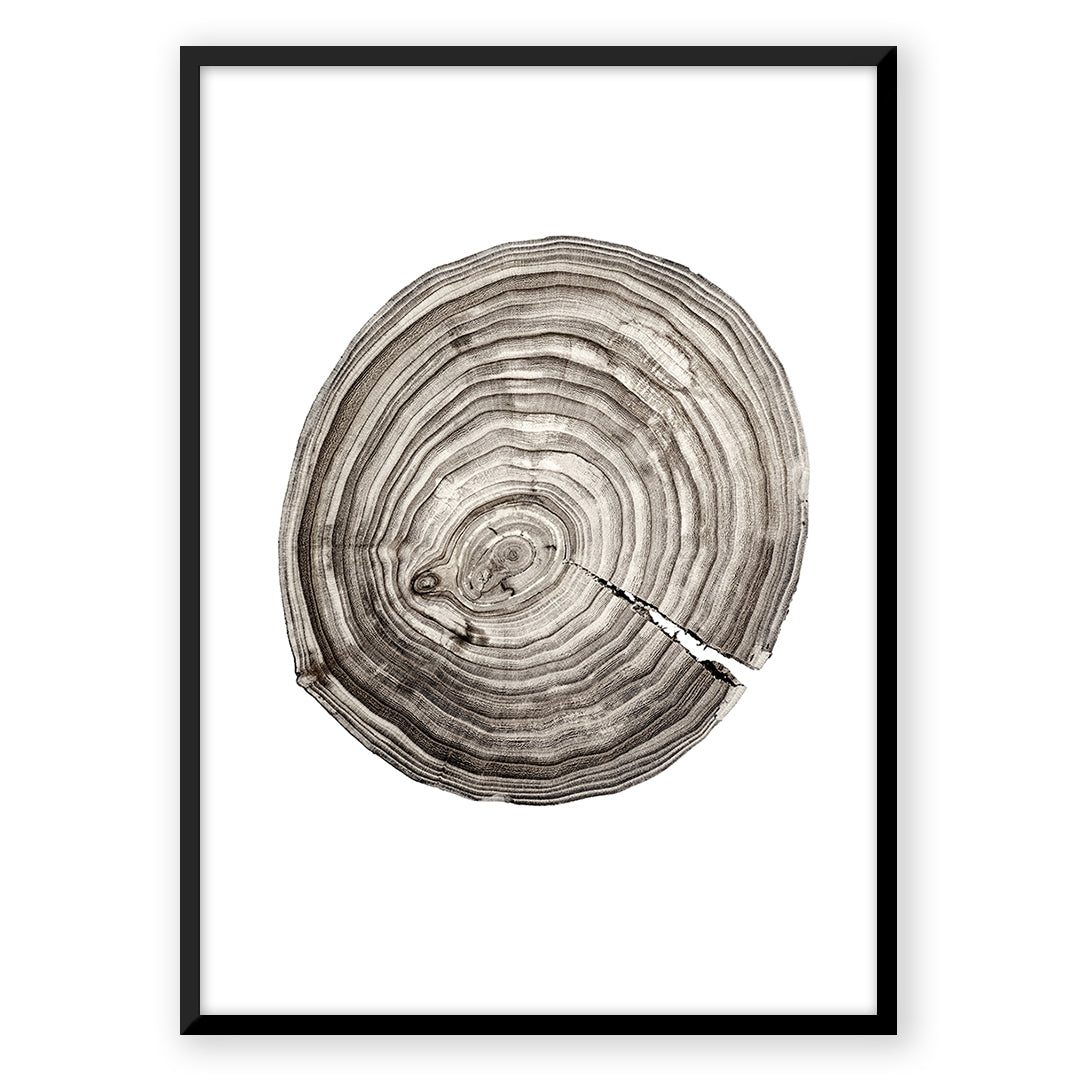 Framed tree ring art print