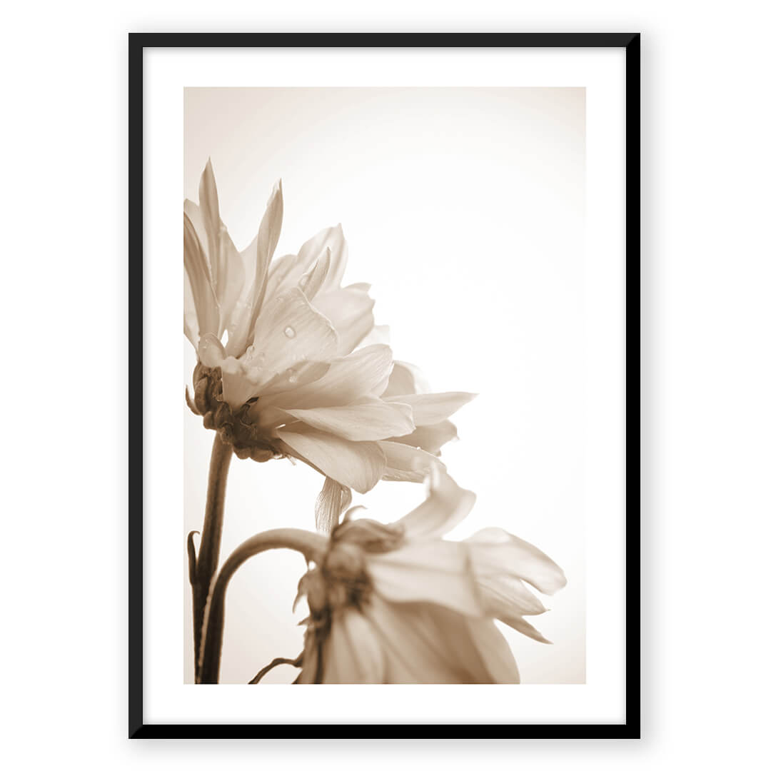 Sepia toned daisy art print