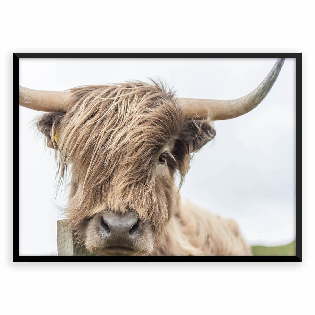 Highland cow framed print