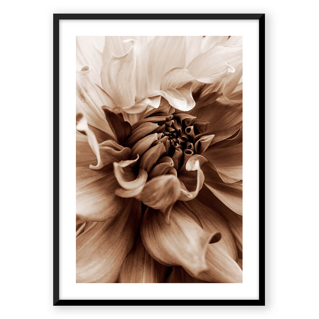 Sepia toned dahlia flower art print