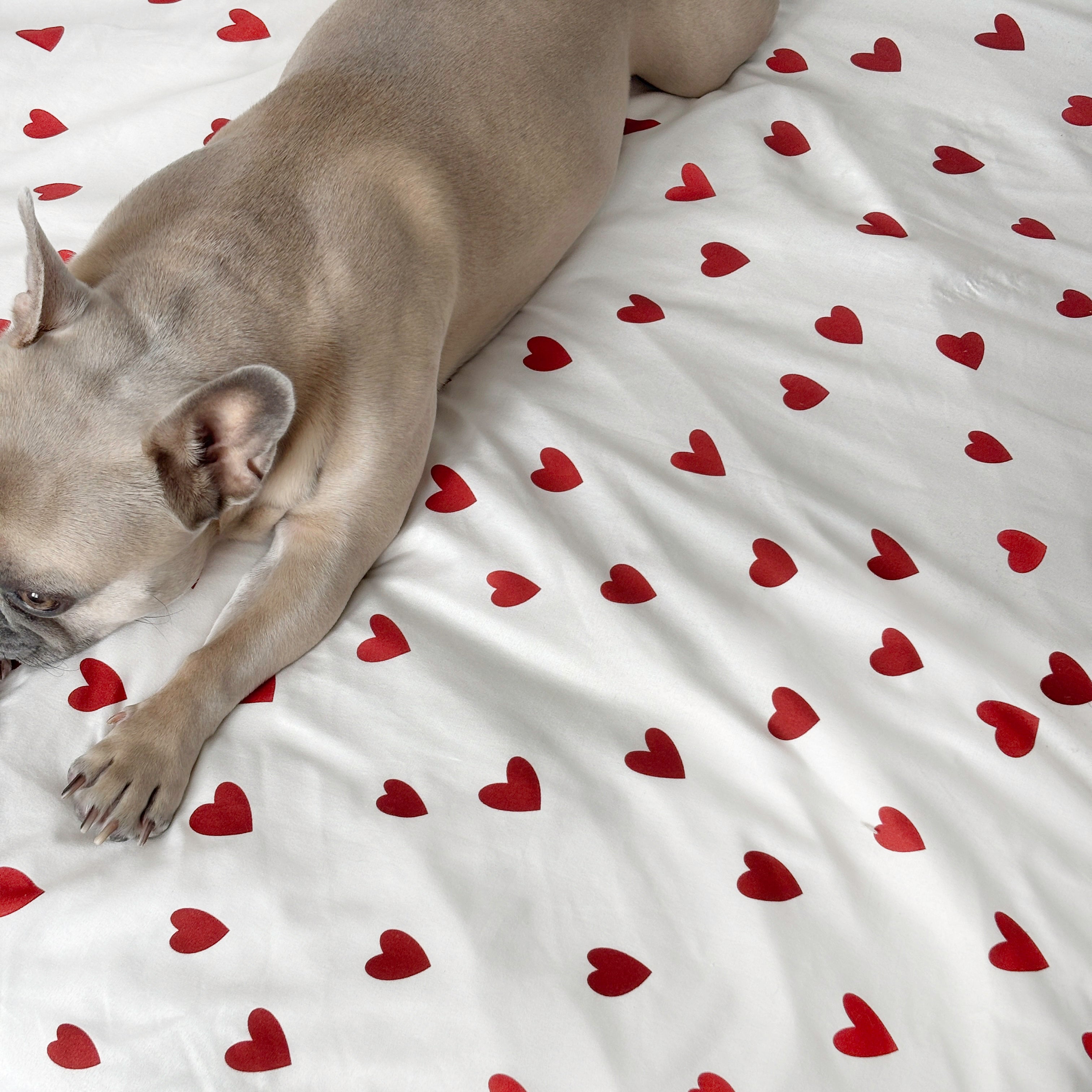 French bulldog on heart-patterned white bedsheet.